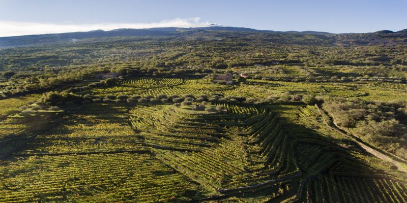 Entdeckungsreise: Faszinierende Weine aus Sizilien