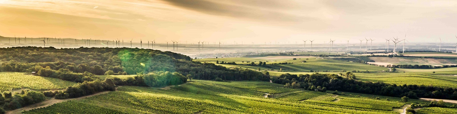 Markowitsch Grüne Hügel und Weinberge erstrecken sich in der Landschaft, während Windkraftanlagen im Hintergrund stehen. Die Szene wird von weichem, warmem Licht eines Sonnenuntergangs erhellt.