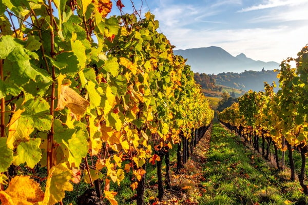 Ein Korken mit sichtbaren Rissen und Unregelmäßigkeiten. Darauf sind einige schwarze Buchstaben und Zahlen gedruckt, die teilweise schwer lesbar sind. Der Hintergrund ist unscharf.