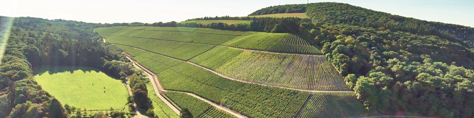 Weinberge Deutschland