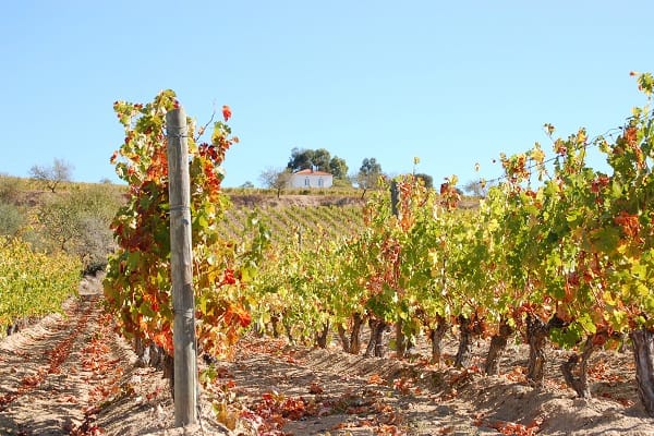 Rebenreihen mit herbstlichen Blättern wachsen auf dem Boden. Im Hintergrund steht ein weißes Gebäude auf einem Hügel, umgeben von weiteren Weinbergen unter klarem Himmel.